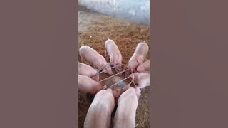 yokbe Videos #195