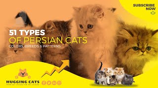 51 Types of Persian Cats  Colors, Breeds by Hugging Cats 1,234 views 1 year ago 16 minutes