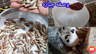 نواة البلح ♡لو عندك الحمام قاطع بيض لو حجم الزغاليل ضعيف  جربى الوصفه دى