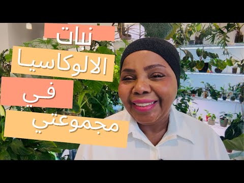 كيف العناية بنبات الالوكاسيا وانواعها في مجموعتي