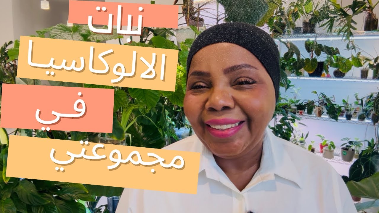 كيف العناية بنبات الالوكاسيا وانواعها في مجموعتي