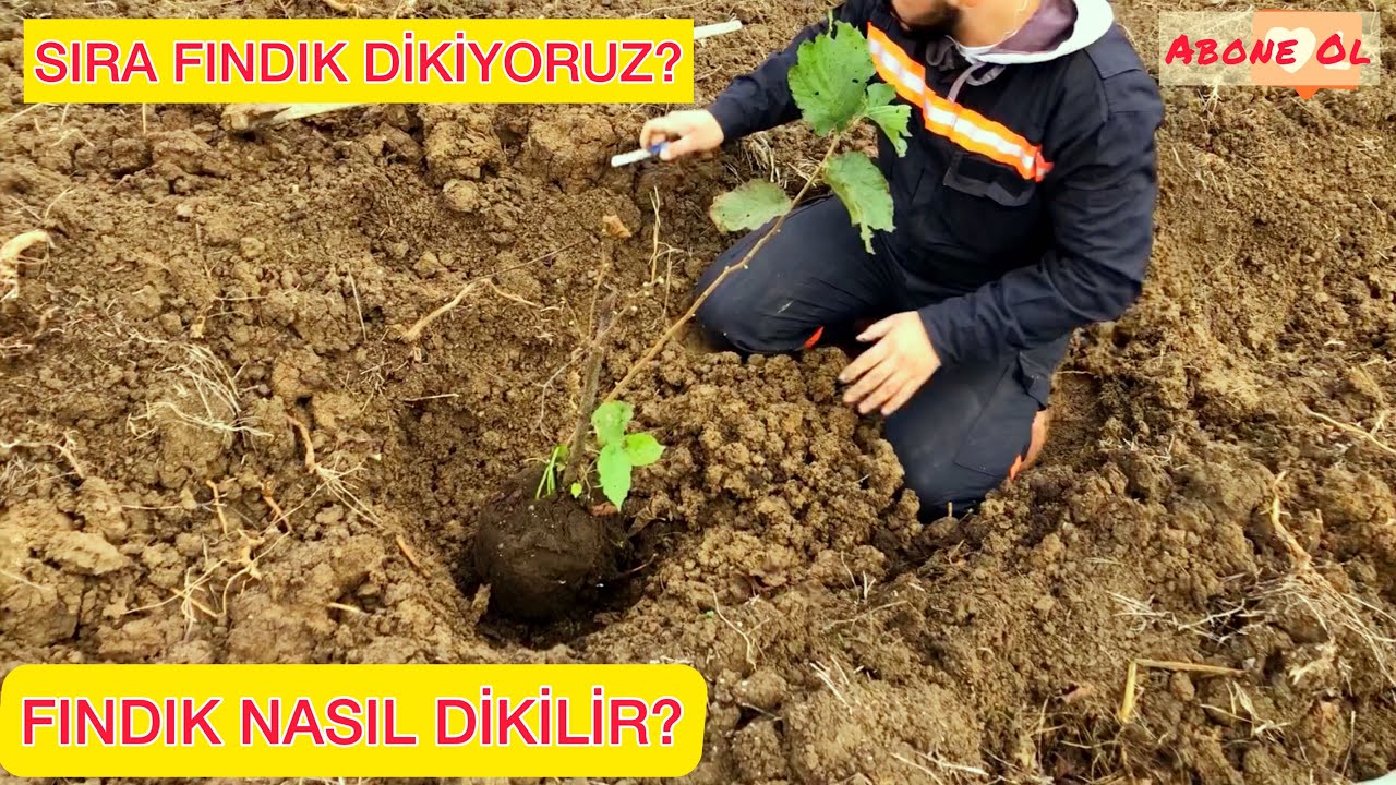 DÖNÜMDE KAÇ KİLO FINDIK VERİYOR?TORBA FINDIK DİKİMİ! BEKLENTİLER YÜKSEK!