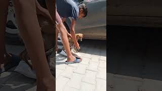 My first vlog Karnal to Rambha ft  dog 🐶 admitted in hospital 🏥
