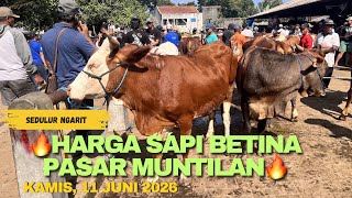 🔥HARGA SAPI BETINA PASAR MUNTILAN🔥‼️‼️