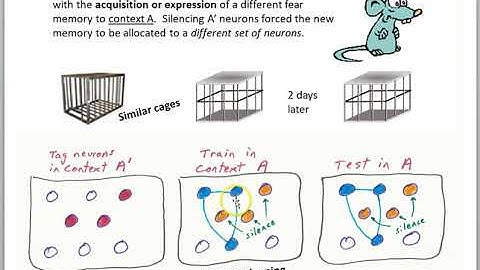 Finding the Engram part 4 optogenetics