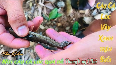 Câu Cá Lóc vây xanh siêu đẹp trên thung lũng suối - Thái Salem vê lốc