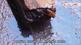 Gölgesi Kaybolmuş Zalim Gecenin (Nihayet Şarkı)Söz & Müzik Ayşe Topçu