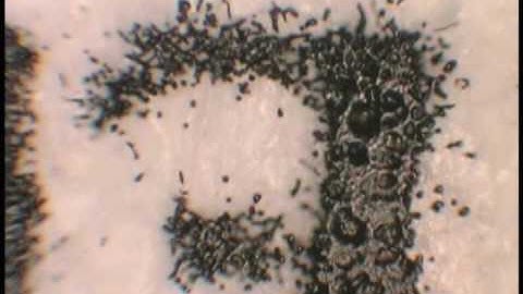 Motion Parallax 3D Video Microscopy