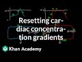 Resetting cardiac concentration gradients | Circulatory system physiology | NCLEX-RN | Khan Academy