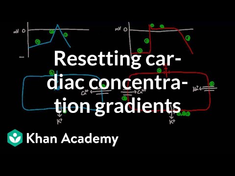 Wideo: Dlaczego istnieją gradienty stężeń?