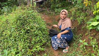 Pilu  Gadis Cantik Asal Tasikmalaya Hidup Memprihatinkan Sejak Kecil Di Tinggalin Pergi Sang Ayah