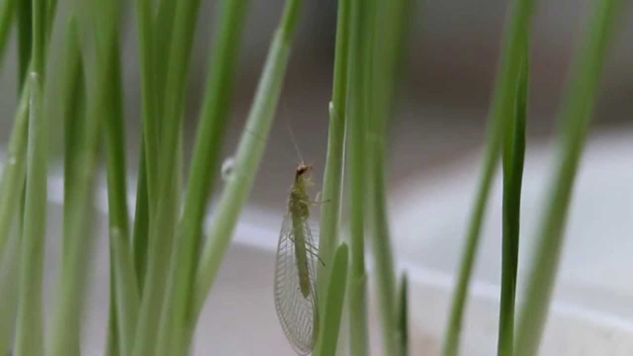 Florfliege - green lacewing