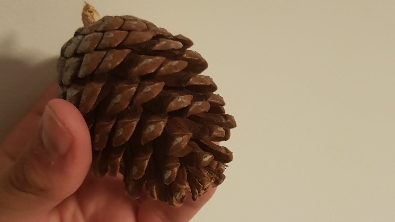 Plantando un pino desde piñas (03/2021)