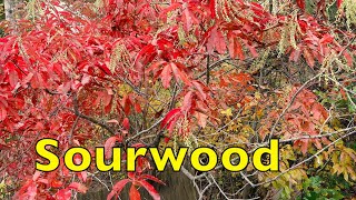 Sourwood Seed Harvesting by Bob Binnie 10,963 views 5 months ago 10 minutes, 2 seconds