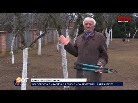 Video: Si të krasitni një gështenjë kali – Këshilla për shkurtimin e pemëve të gështenjës së kalit