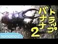 バナナトラップ2(クワガタカブトムシの捕り方)スジクワ コクワ祭 Banana trap2 Insect collecting Stag beetle