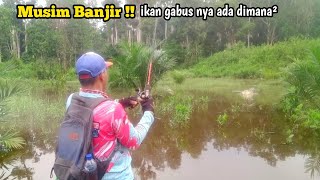 Musim Banjir ikan gabus nya melimpah || Casting Gabus kalimantan