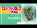 РОЗМАРИН. Весенний уход