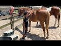 BUYING MY SON HIS FIRST HORSE | BEGINNER HORSE