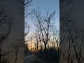 Sunset waking through the woods #shorts#foryou #wildlife #sunset #satisfying #eyecatchy #memes