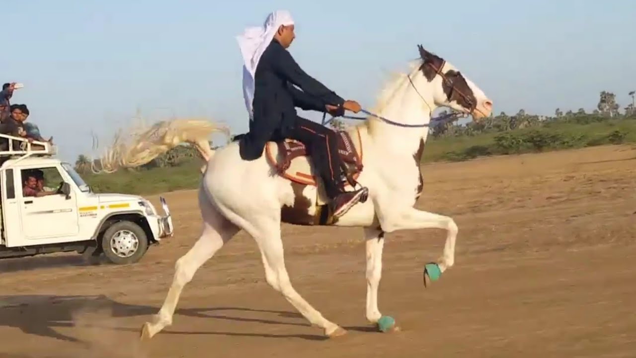 Horse Rewal Chal For 