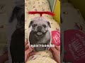 What a big surprise birthday gift, something new, Australian greeting card