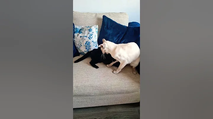 Video 11660651: siamese kitten