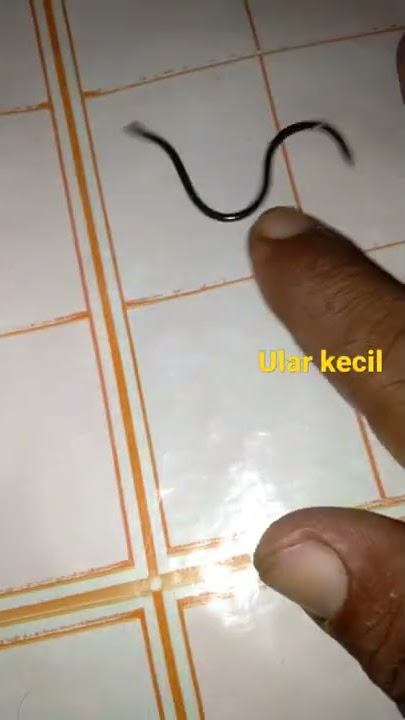 ular kecil#ular