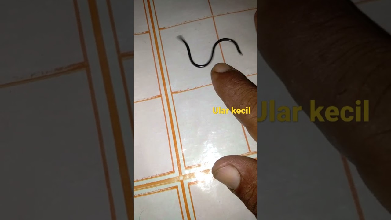 ular kecil