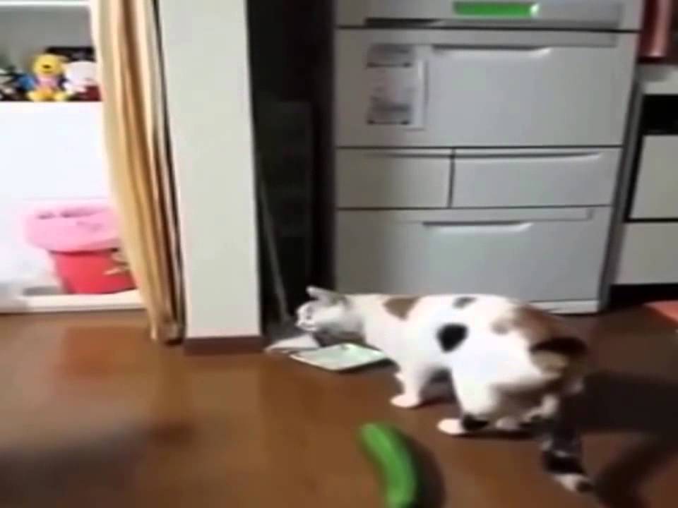 Katze Angst Vor Gurken Am Besten Sehr Lustig Müssen Beobachten Full Hd