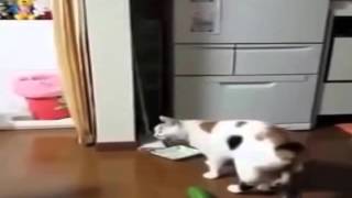 Katze Angst vor Gurken : am Besten Sehr Lustig | Müssen Beobachten full HD . by KittyKitty 6,854 views 8 years ago 32 seconds