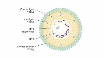 Viral Genomes and Replication for the USMLE Step 1