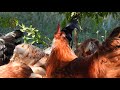 Middle of video