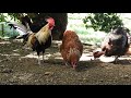 End of video