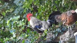 Relaxing chicken and rooster video - Relaxing farm video
