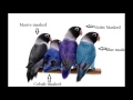 African Lovebirds Classification