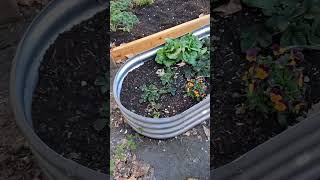 Garden and seed update.  #backyardgarden #homegarden #plantingseeds