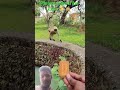 #shorts #shortfeeds #youtubeshorts #viral #funny #monkey #comedy #cute