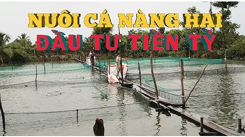 Xem Ao Cá Thác Cườm - Cá Nàng Hai Tiền Tỷ Ở Phú Tân An Giang I FISH FARMING MODEL I HQV