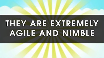 10 Second Ninja Uncensored Trailer