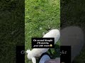 My Lambs Played… Then Followed Me 🥹🐑