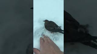 Helping A Bird