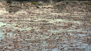 Eurasian Milfoil, Silent Invaders PSA