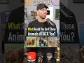 What Should You Do If These Animals Attack You?