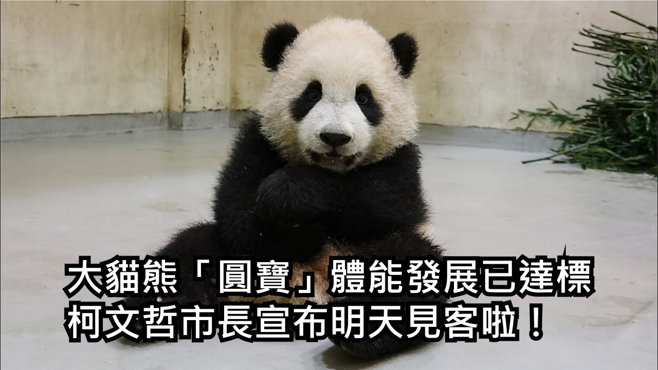 大貓熊「圓寶」體能發展已達標 柯文哲市長宣布明天見客啦！