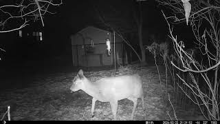 2026 02 22 deer4
