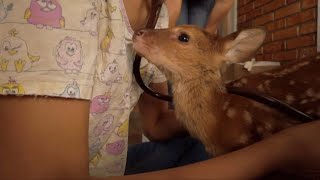 Brazilian vet brigade works to save wildlife from devastating fires