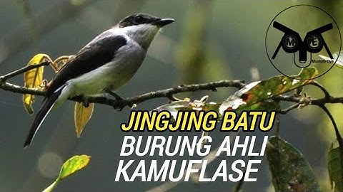 JINGJING BATU, vogelmeester van camouflage in de natuur