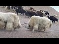 Two pure white yaks are fighting amazing 