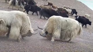 TWO PURE WHITE YAKS ARE FIGHTING. Amazing 😱😱😱🤜🏽🤛🏽🦬